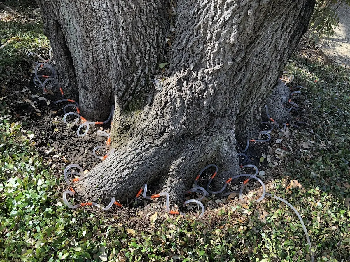 Detailed Tree Cabling and Bracing job site in Wauconda